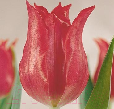 

Семена цветов Красный клен, Тюльпан Pretty Woman