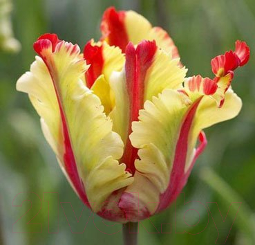 

Семена цветов Красный клен, Тюльпан Flaming Parrot