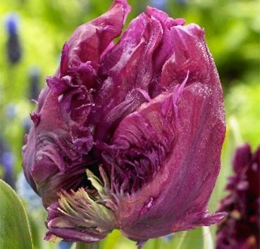 

Семена цветов Красный клен, Тюльпан Parrot Prince