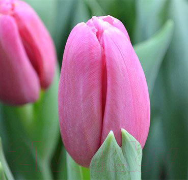 

Семена цветов Красный клен, Тюльпан Ace Pink