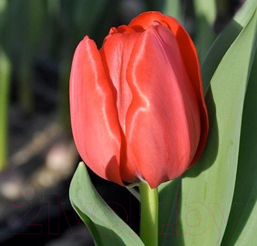 

Семена цветов Красный клен, Тюльпан Ben Fire