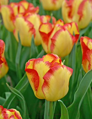 

Семена цветов Красный клен, Тюльпан Cape Town