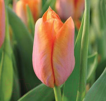 

Семена цветов Красный клен, Тюльпан Dynasty Orange