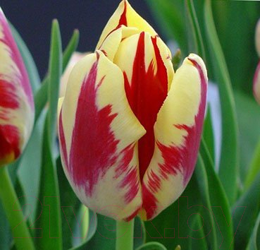 

Семена цветов Красный клен, Тюльпан Grand Perfection