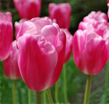 

Семена цветов Красный клен, Тюльпан Jumbo Pink