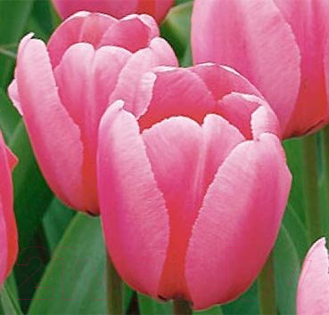 

Семена цветов Красный клен, Тюльпан Pink Impression