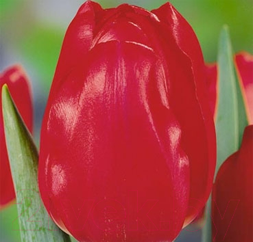

Семена цветов Красный клен, Тюльпан Red Power