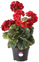Искусственный цветок GrenTrade Герань Рампи / 8456-01 (красный) - 