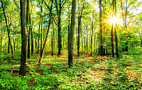 Фотообои листовые Citydecor Солнечный лес (400x254) - 