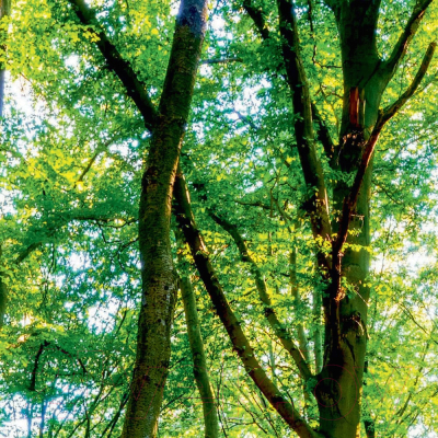 Фотообои листовые Citydecor Солнечный лес (400x254)