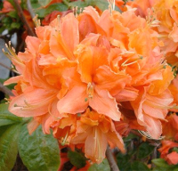 

Саженец кустарника Красный клен, Азалия крупноцветковая Mandarin Light