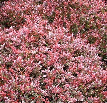 

Саженец Красный клен, Барбарис тунберга Atropurpurea Nana