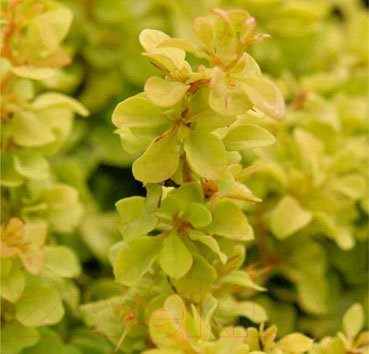 

Саженец Красный клен, Барбарис тунберга Golden Nugget