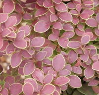 

Саженец кустарника Красный клен, Барбарис тунберга Golden Ring