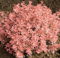 

Саженец кустарника Красный клен, Барбарис тунберга Inspiration