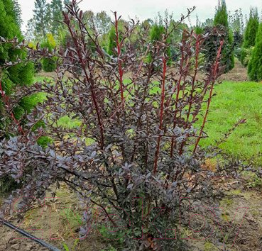

Саженец Красный клен, Барбарис тунберга Red Chief
