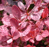 

Саженец кустарника Красный клен, Барбарис тунберга Rose Glow