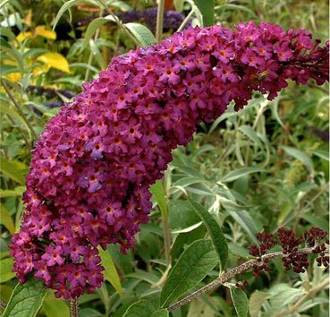 

Саженец Красный клен, Буддлея Royal Red