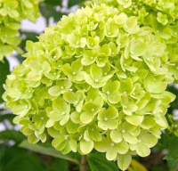 

Саженец кустарника Красный клен, Гортензия метельчатая Little Lime