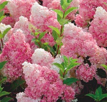 

Саженец Красный клен, Гортензия метельчатая Vanille Fraise