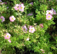 

Саженец кустарника Красный клен, Лапчатка Lovely Pink
