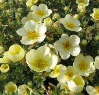 

Саженец кустарника Красный клен, Лапчатка Primrose Beauty