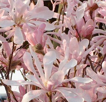 

Саженец Красный клен, Магнолия лобнера Leonard Messel