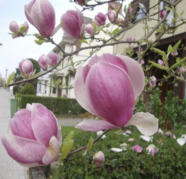 

Саженец Красный клен, Магнолия суланжа Lennei