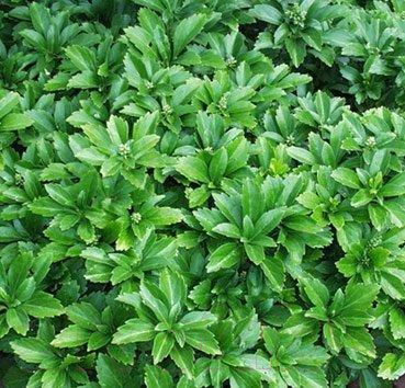

Саженец Красный клен, Пахисандра верхушечная Green Carpet