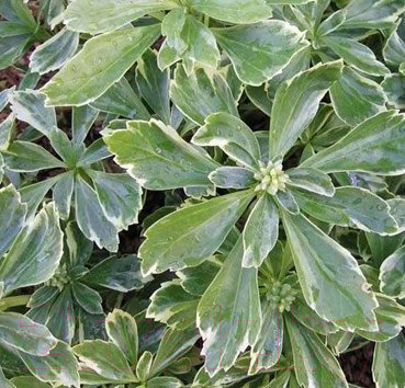 

Саженец Красный клен, Пахисандра верхушечная Variegata