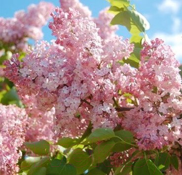 

Саженец Красный клен, Сирень гиацинтовая Maiden's Blush