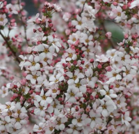 

Саженец кустарника Красный клен, Спирея тунберга Fujino Pink