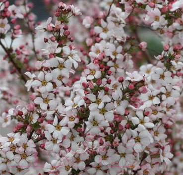 

Саженец Красный клен, Спирея тунберга Fujino Pink