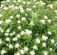 

Саженец кустарника Красный клен, Спирея японская Albiflora