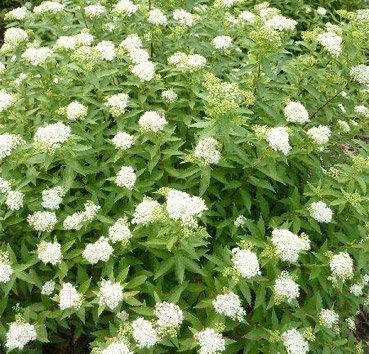 

Саженец Красный клен, Спирея японская Albiflora