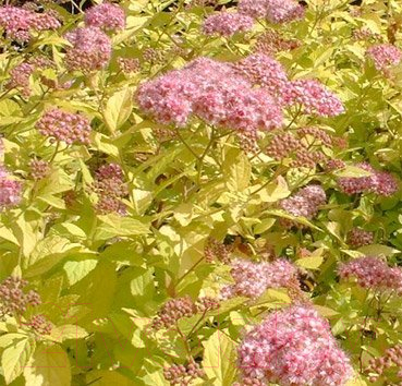 

Саженец Красный клен, Спирея японская Golden Princess