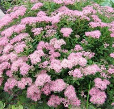 

Саженец Красный клен, Спирея японская Nana