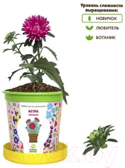 Набор для выращивания растений Happy Plant Астра звездная / hpn-6