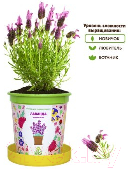 Набор для выращивания растений Happy Plant Лаванда ароматная / hpn-15