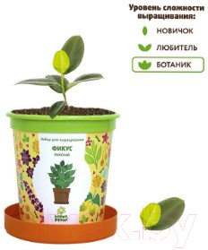 Набор для выращивания растений Happy Plant Фикус райский / hpn-12