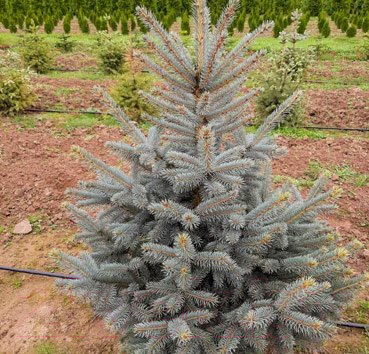 

Саженец Красный клен, Ель колючая Glauca