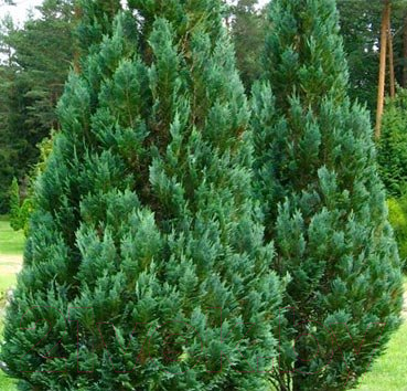 

Саженец Красный клен, Кипарисовик лавсона Columnaris