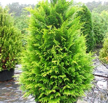 

Саженец Красный клен, Кипарисовик лавсона Golden Wonder