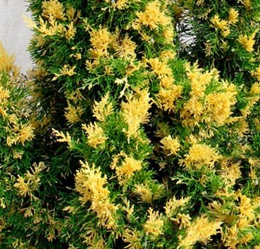 

Саженец Красный клен, Можжевельник китайский Blaauw Variegata