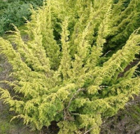 

Саженец кустарника Красный клен, Можжевельник китайский Plumosa Aurea