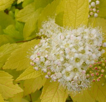 

Саженец Красный клен, Спирея японская White Gold