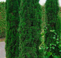 

Саженец кустарника Красный клен, Тис ягодный Fastigata Robusta
