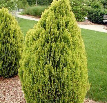 

Саженец Красный клен, Туя восточная Aurea Nana