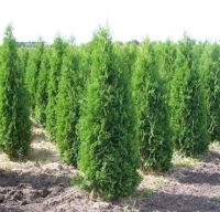 

Саженец кустарника Красный клен, Туя западная Pyramidalis Compacta