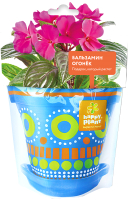Набор для выращивания растений Happy Plant Бальзамин огонек / hpd-3 - 